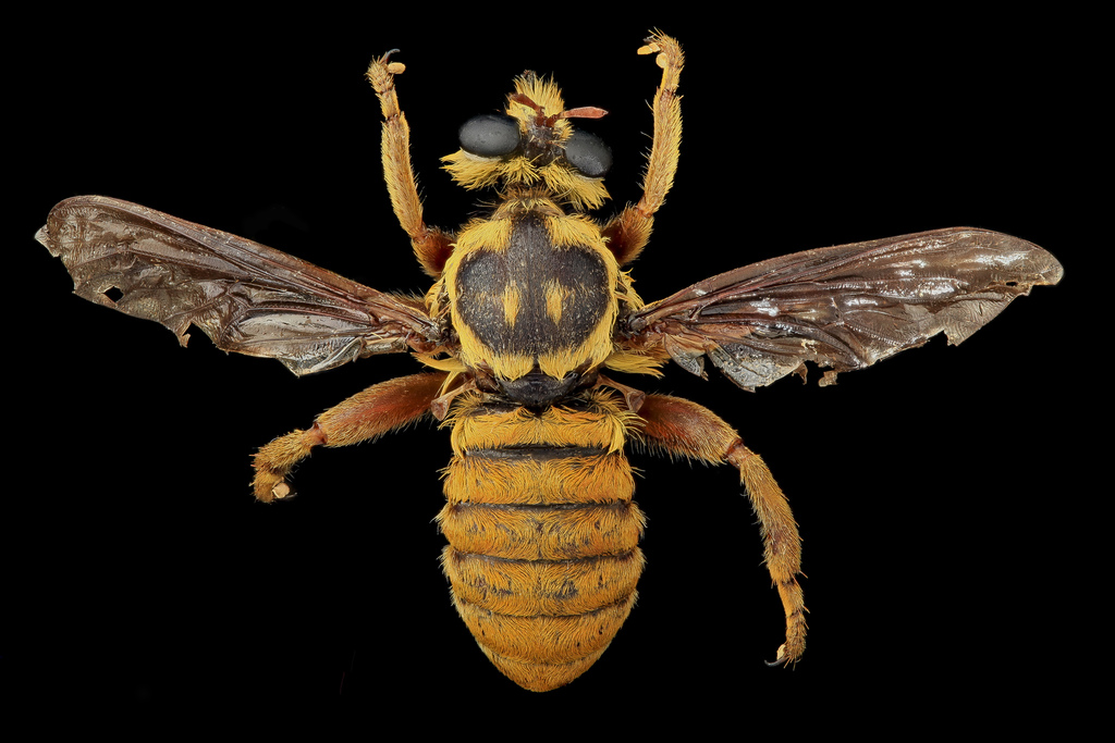 Painted Laphria