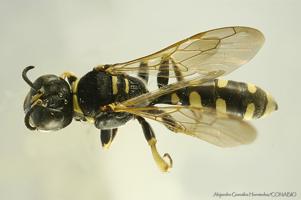 Crabro peltista