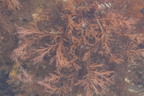 Ceramium rubrum observed 2025-08-05