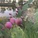 Opuntia stricta - Photo (c) lillybyrd,  זכויות יוצרים חלקיות (CC BY-NC), הועלה על ידי lillybyrd