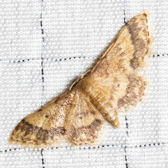Idaea celtima