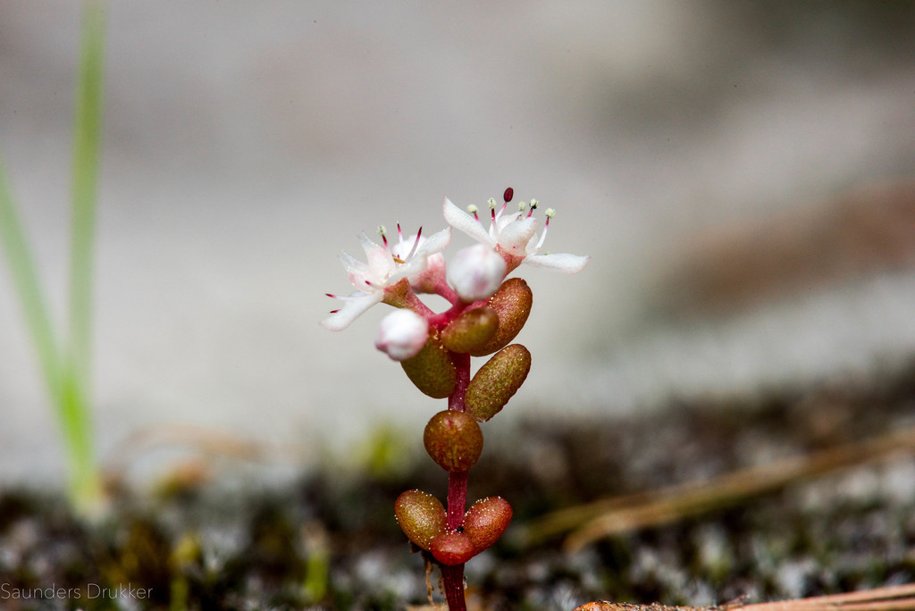 Elf Orpine