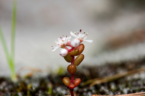 Sedum smallii (Britton) Ahles