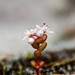 Diamorpha smallii - Photo (c) Saunders Drukker,  זכויות יוצרים חלקיות (CC BY-NC)