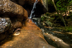 Desmognathus abditus