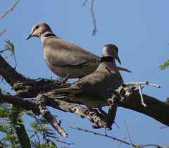 Streptopelia vinacea