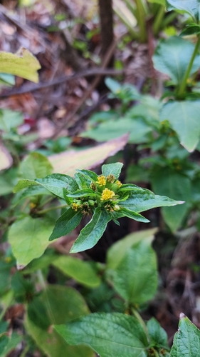 Synedrella nodiflora iNat (3)