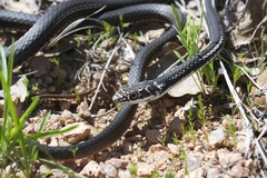 Masticophis taeniatus girardi