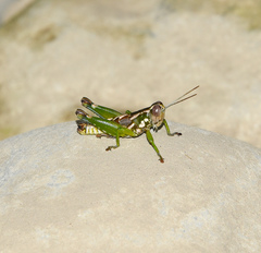 Phaulotettix