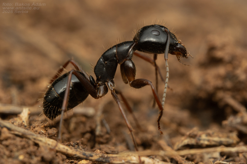 Camponotus oertzeniCamponotus oertzeni