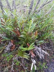 Acrostichum danaeifolium