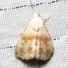 Eublemma minima