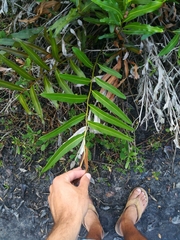 Acrostichum danaeifolium