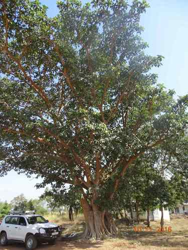 Ficus platyphylla (Ficus platyphylla)