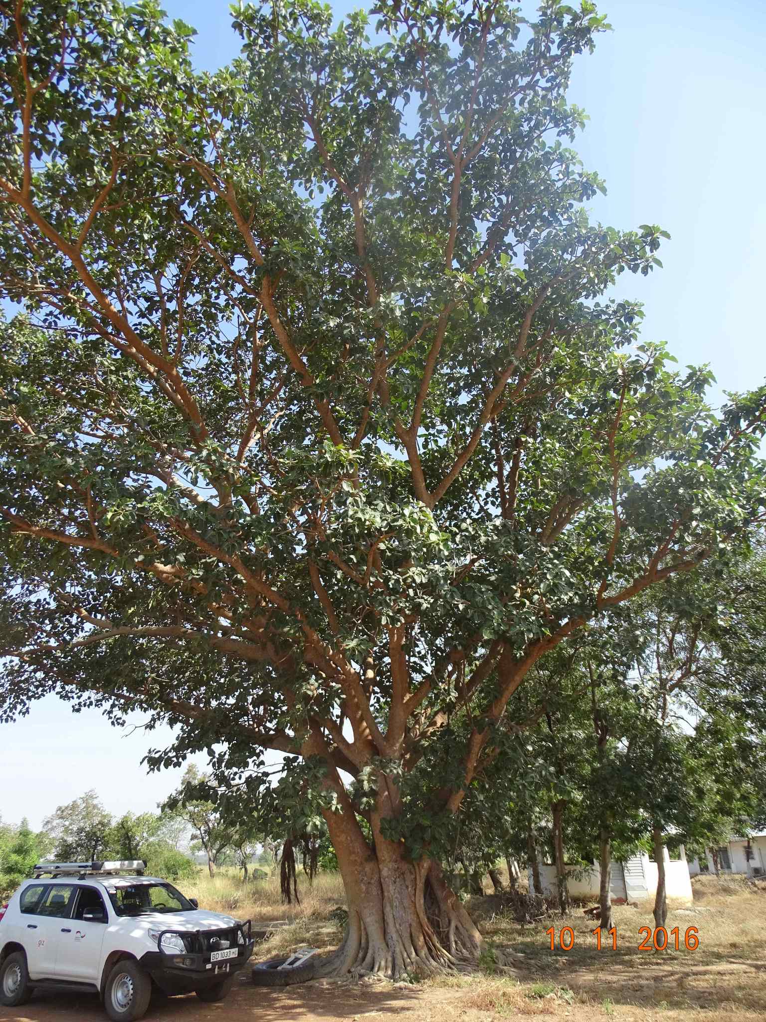 Imagem de Figueira
