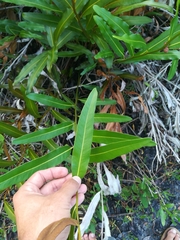 Acrostichum danaeifolium