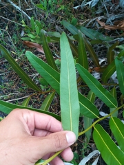 Acrostichum danaeifolium