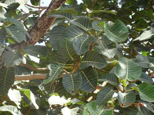 Ficus platyphylla image