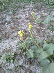 Apodanthera undulata