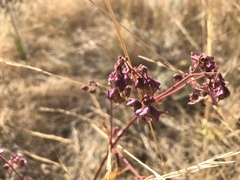 Mirabilis glabra