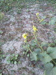 Apodanthera undulata