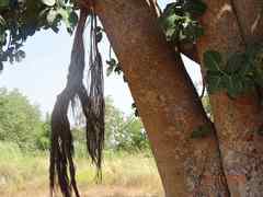Ficus platyphylla image