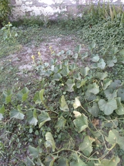 Apodanthera undulata