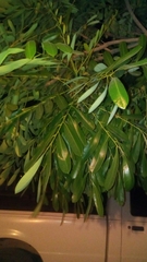 Simarouba