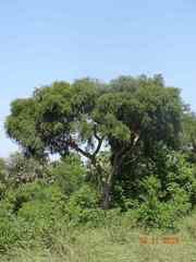 Acacia polyacantha image