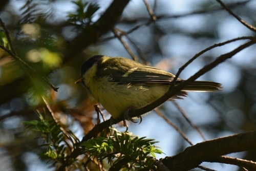 Mésange charbonnière, jeune