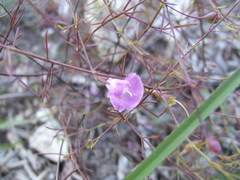 Agalinis edwardsiana