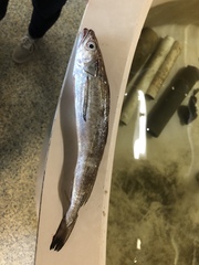 Merluccius bilinearis