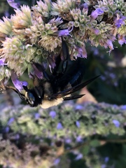 Xylocopa virginica