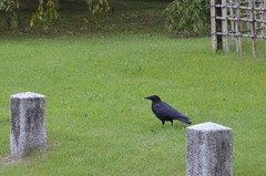Corvus corone
