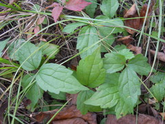 Clematis