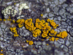 Flavoplaca citrina
