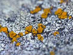 Flavoplaca citrina