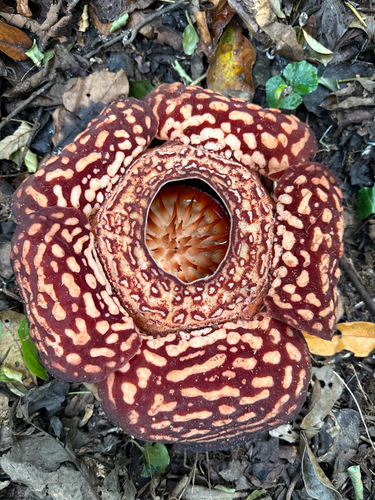 Rafflesia pricei (Rafflesia pricei)