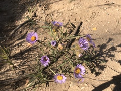 Dieteria bigelovii