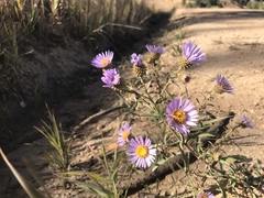 Dieteria bigelovii