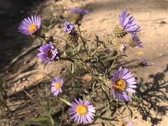 Dieteria bigelovii