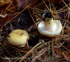 Hygrophorus flavodiscus