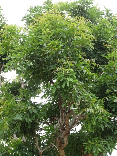 African mahogany