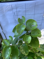 Prunus ilicifolia lyonii