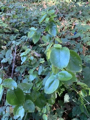 Prunus ilicifolia lyonii
