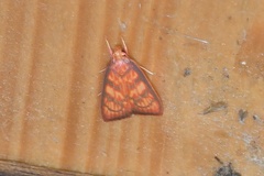 Himmacia