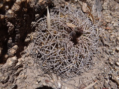 Gymnocalycium pugionacanthum