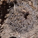Gymnocalycium catamarcense - Photo (c) Guillermo Debandi,  זכויות יוצרים חלקיות (CC BY), הועלה על ידי Guillermo Debandi