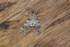 Eucereon chloraenoma
