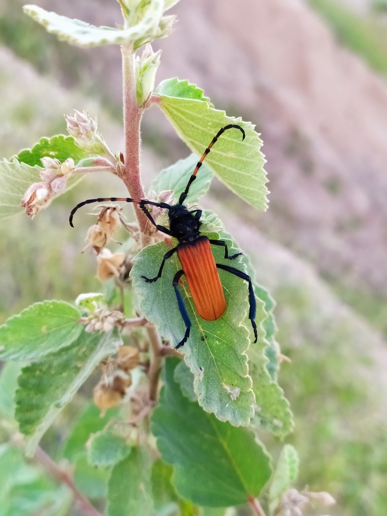 Tragidion annulatum